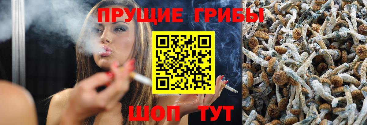 Псилоцибиновые грибы Psilocybine cubensis Заринск